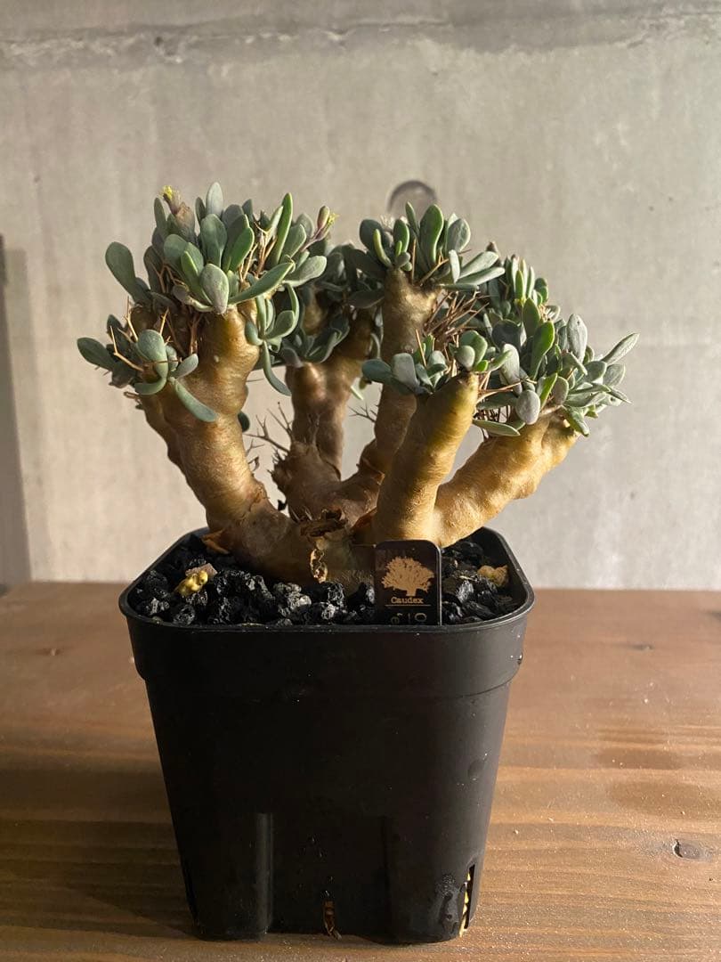 オトンナ ユーフォルビオイデス