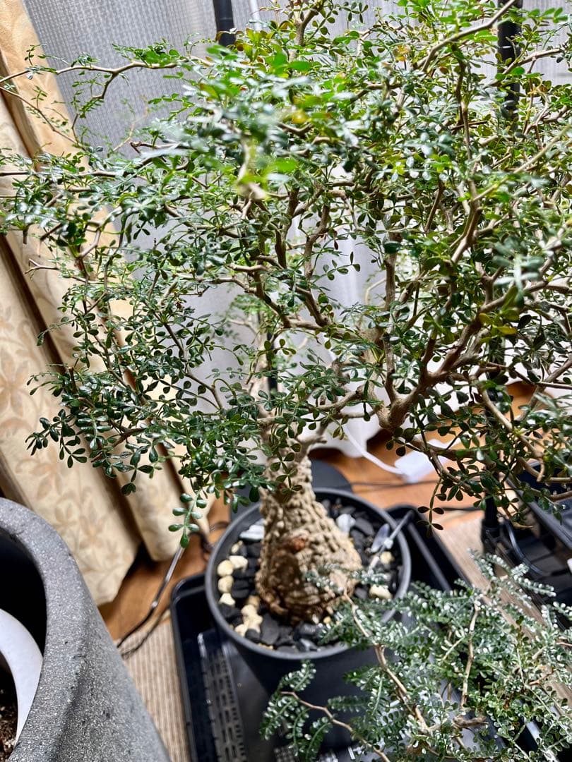 断捨離中　オペルクルカリア　パプキス　現地株　発根済