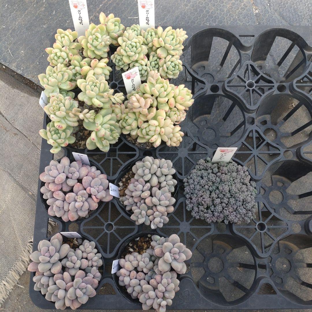 月曜待ち　waniさん専用