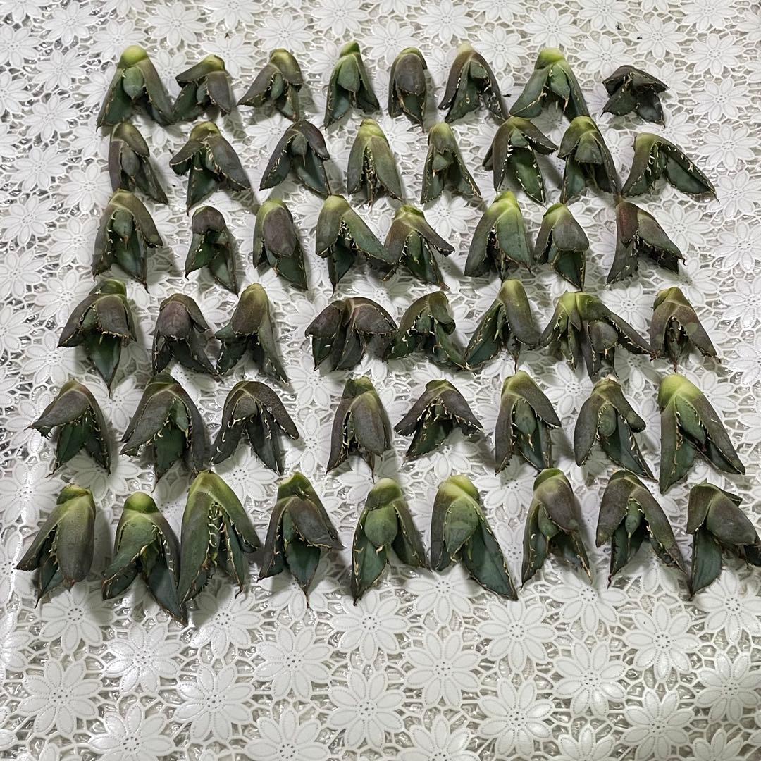 多肉植物　アガベ チタノタ 白鯨 子株 49株同梱