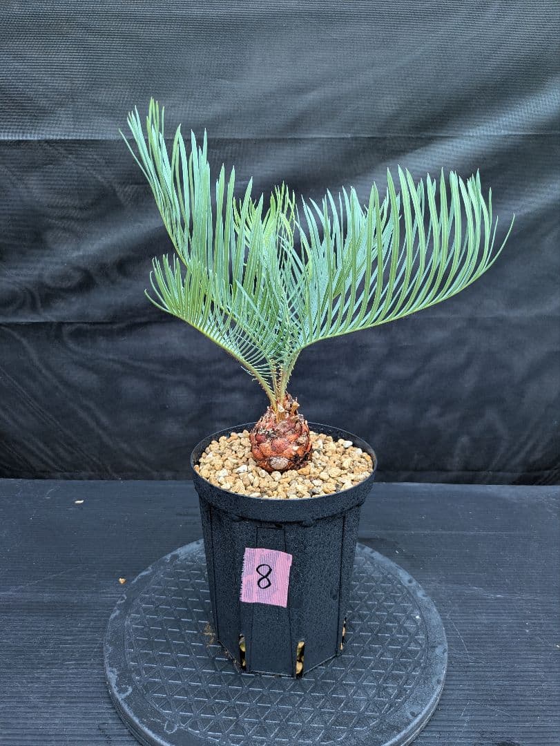 8 サイカス カイルンシアナ 赤肌 幹5センチ オススメ