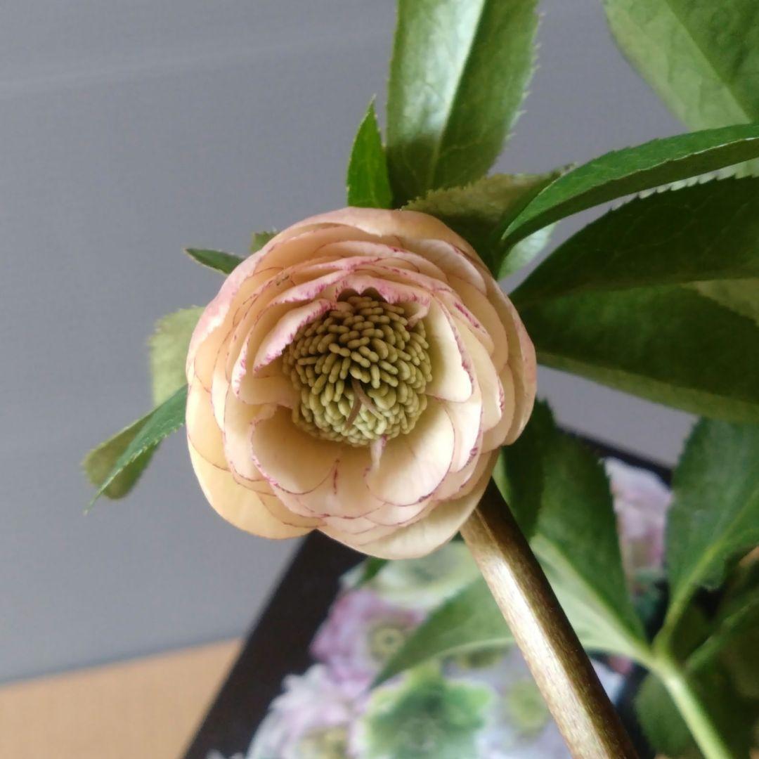 クリスマスローズ　アプリコットイエロー系dd　開花株　ウィンターシンフォニー