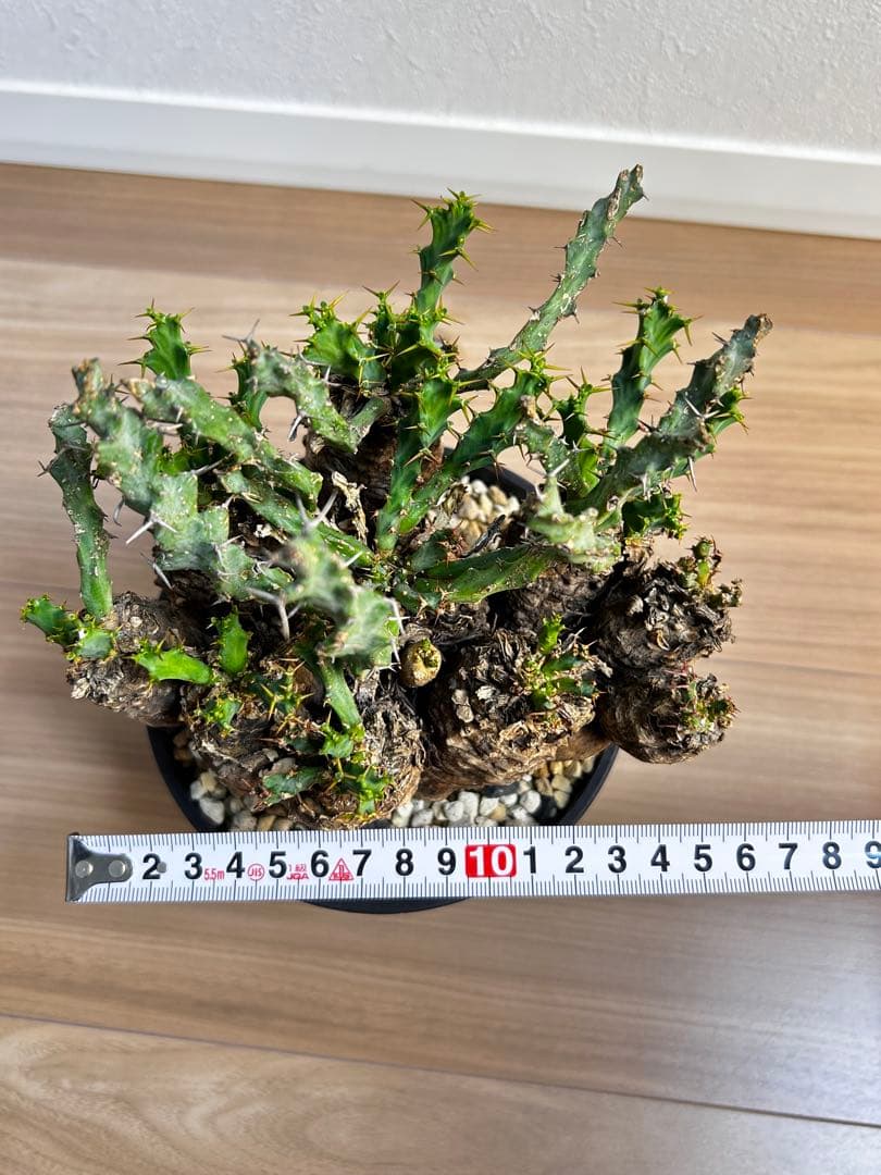 ユーフォルビア クラビゲラ 現地球