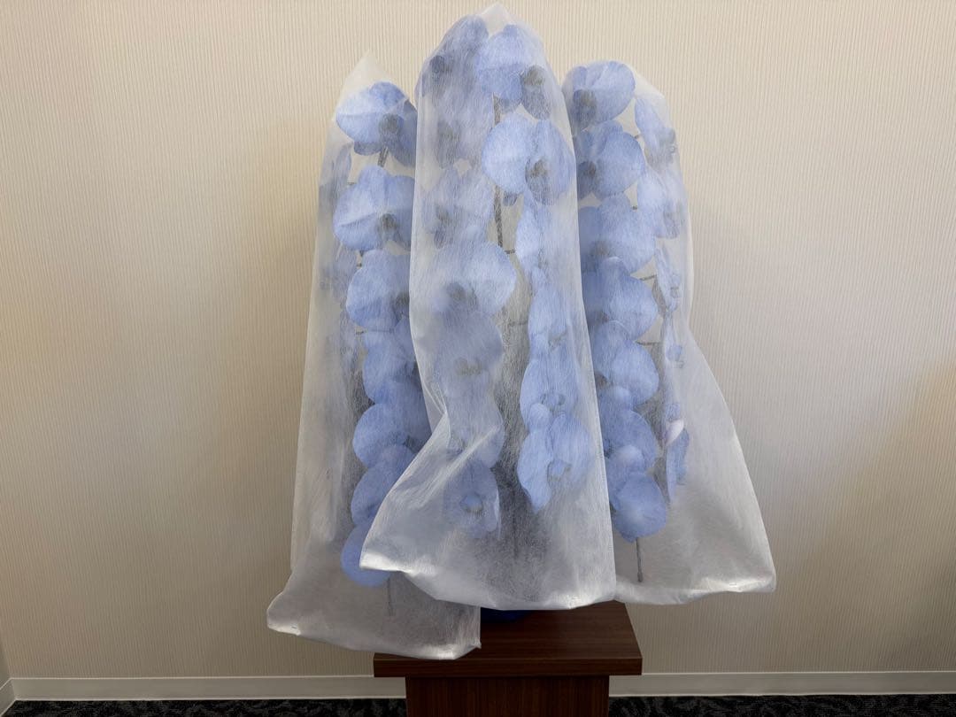 大輪胡蝶蘭　特殊染めブルー　3本立ち39輪 ラッピング有！送料無料！