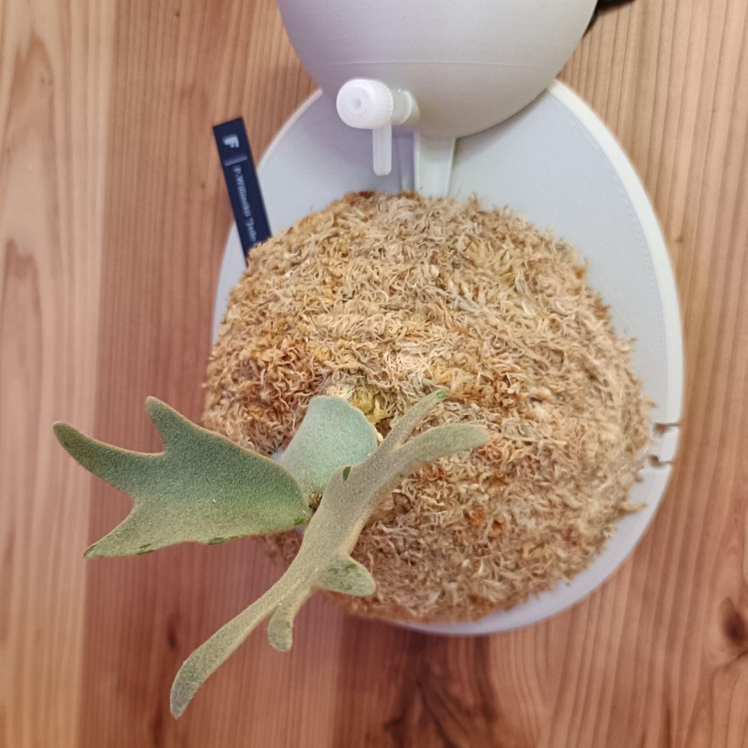 ビカクシダ P.willinckii 'Jade garl' dwarf spore