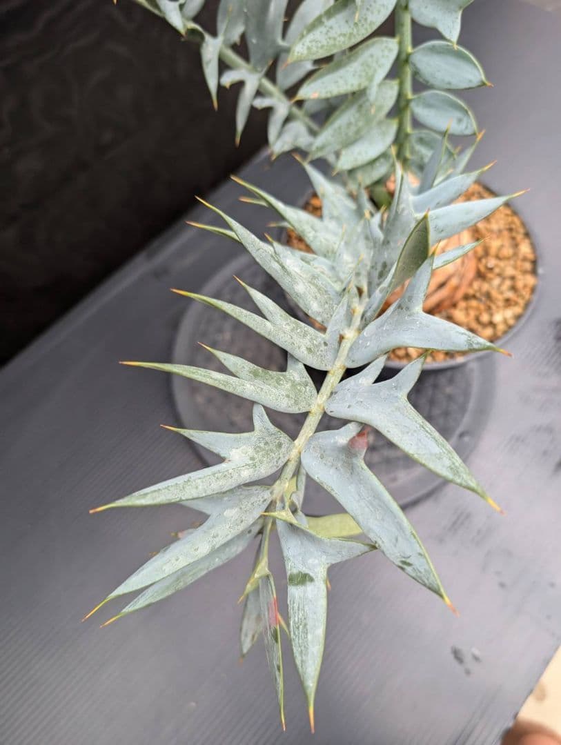 19 エンセファラルトス ホリダス オレンジ肌 特大 葉性最高