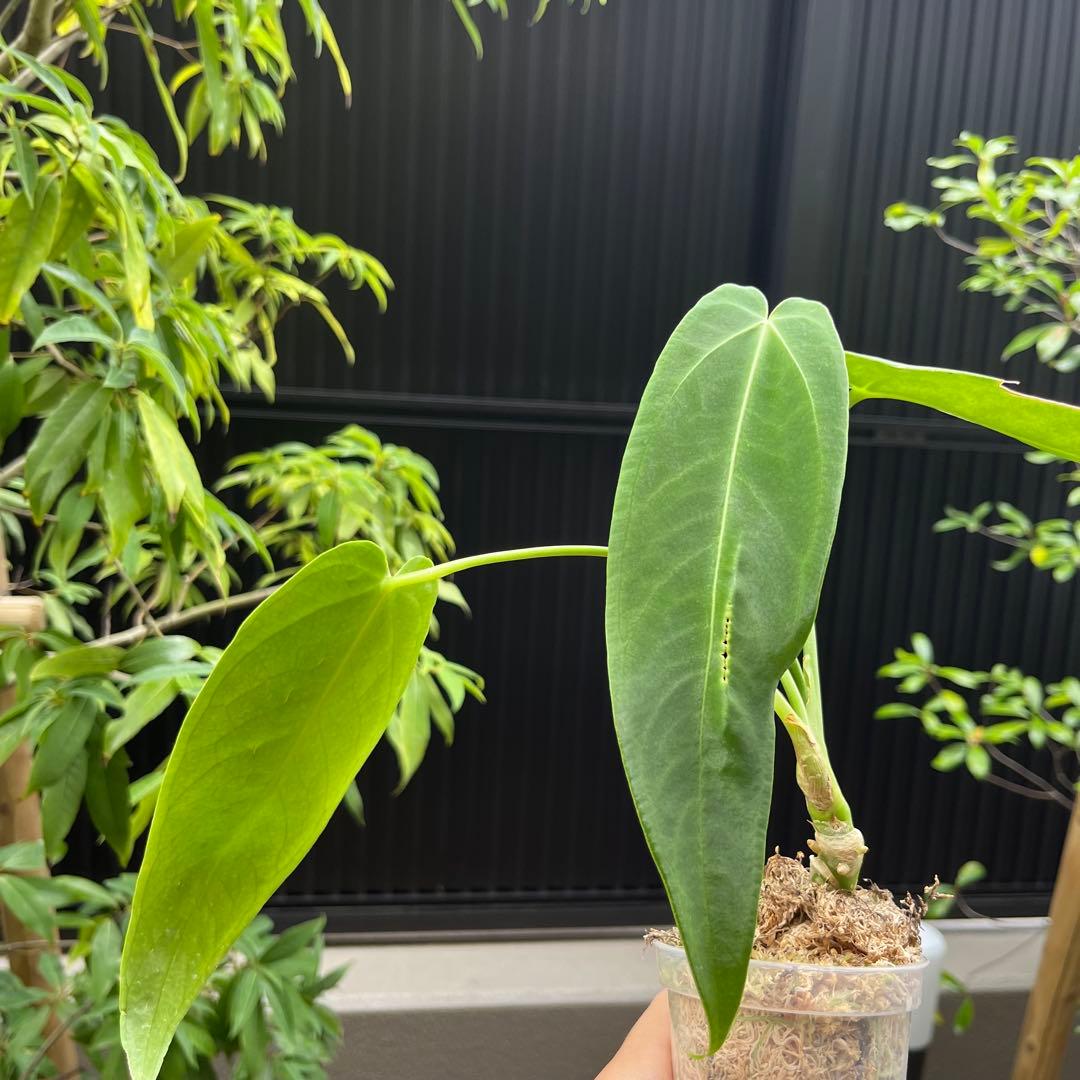 152 warocqueanum Esmeraldaアンスリウム