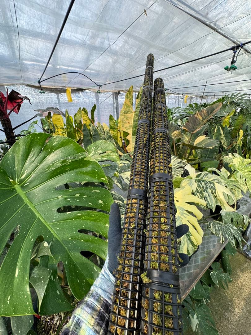 モスポール　水苔入り済 生産プロの秘訣　植物用上り棒180本まとめ29cmサイズ