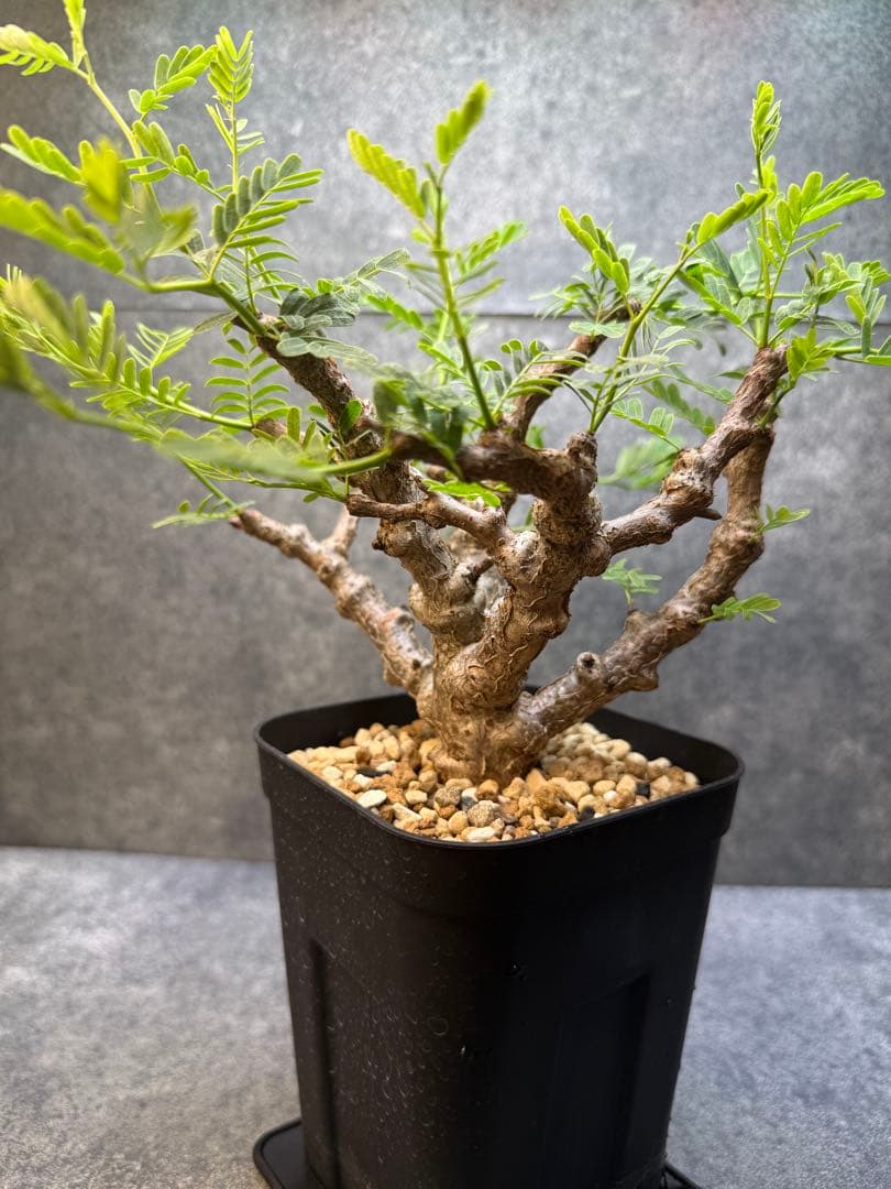 センナ　メリディオナリス　海外実生　発根済み　427