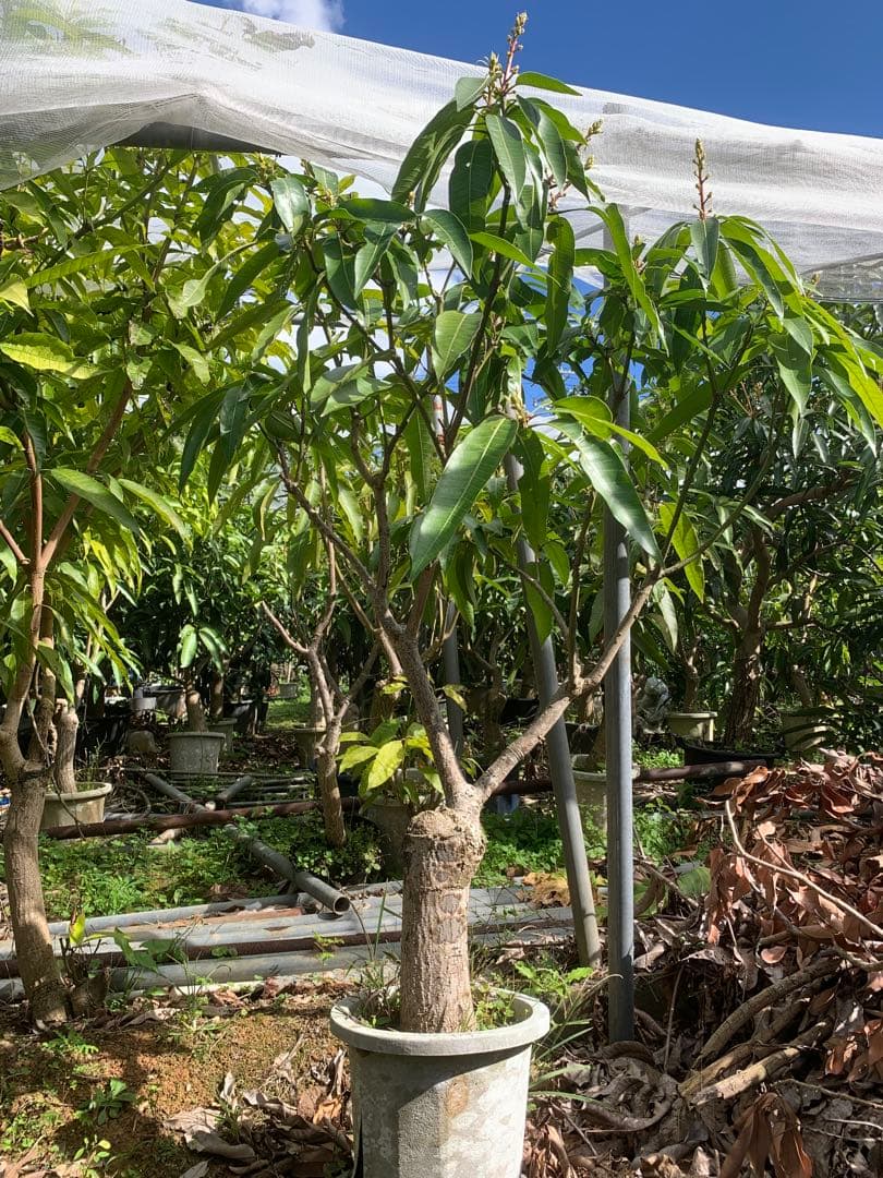超希少　唯一　夏幸マンゴー接木苗木(特大) 花付き