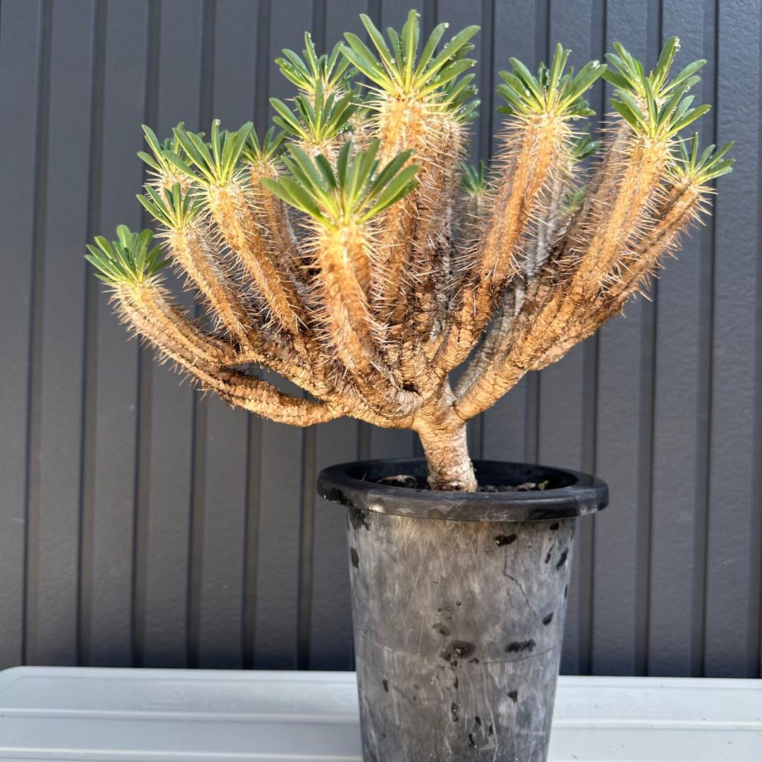 特選標本級 ユーフォルビア ギラウミニアナ 超美形 超特大 現地株 発根活着済