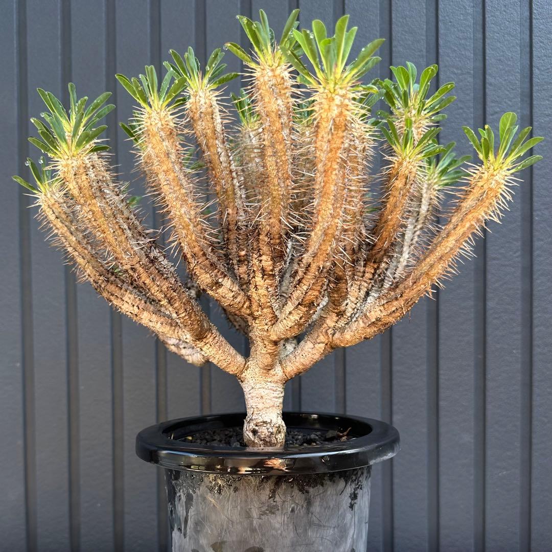 特選標本級 ユーフォルビア ギラウミニアナ 超美形 超特大 現地株 発根活着済