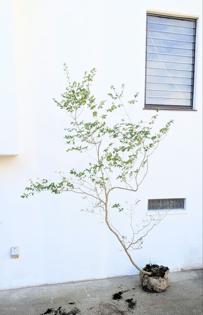 俊。。山採りドウダンツツジ。