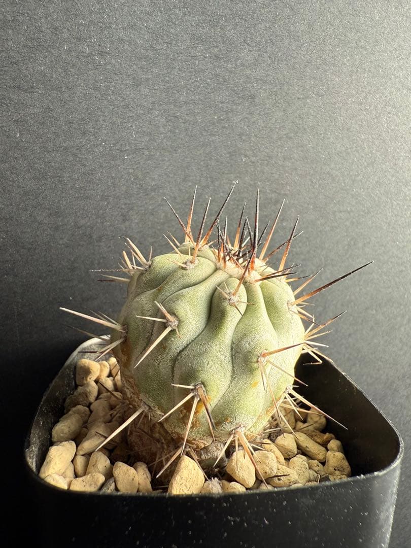 黒王丸　現地球カキコ　白肌　厳選　コレクション　多陵　シネレア