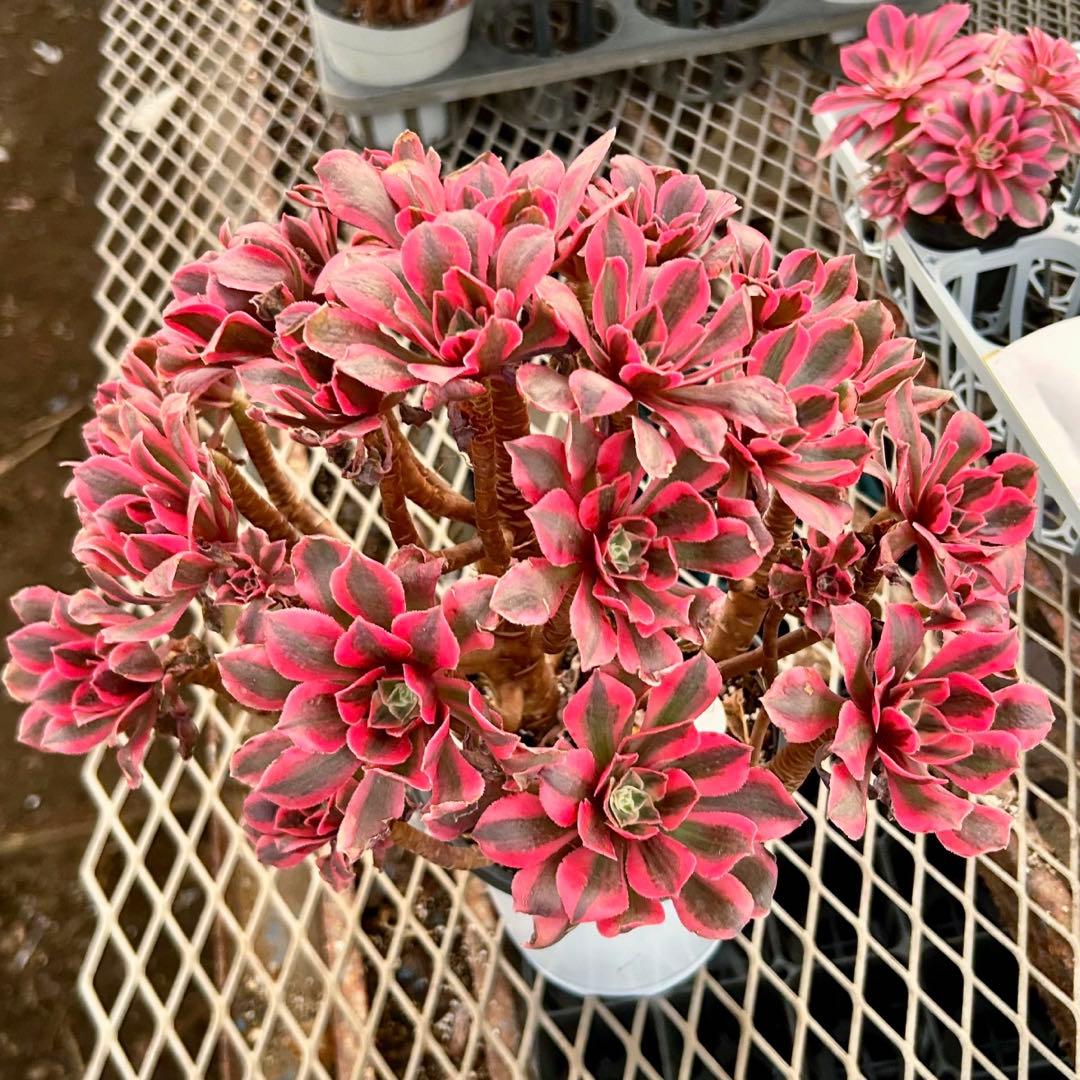 厳選‼️美苗‼️アエオニウム　ピンク魔女法師錦　女妖　特大苗　抜き苗　コレクション品