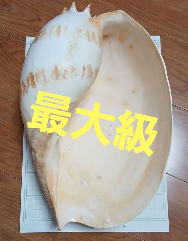 貝殻標本 ヤシガイ