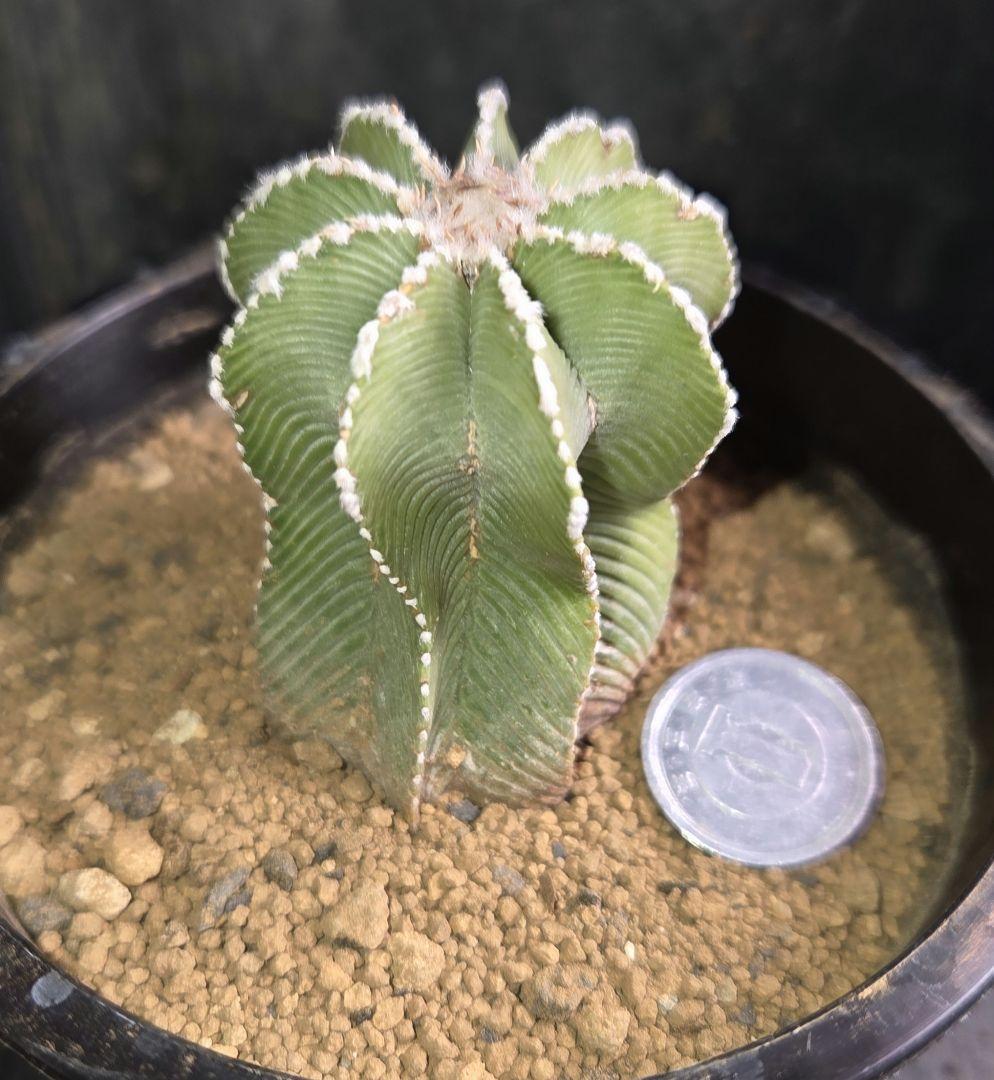 サボテン　アズテキウム　ヒントニー