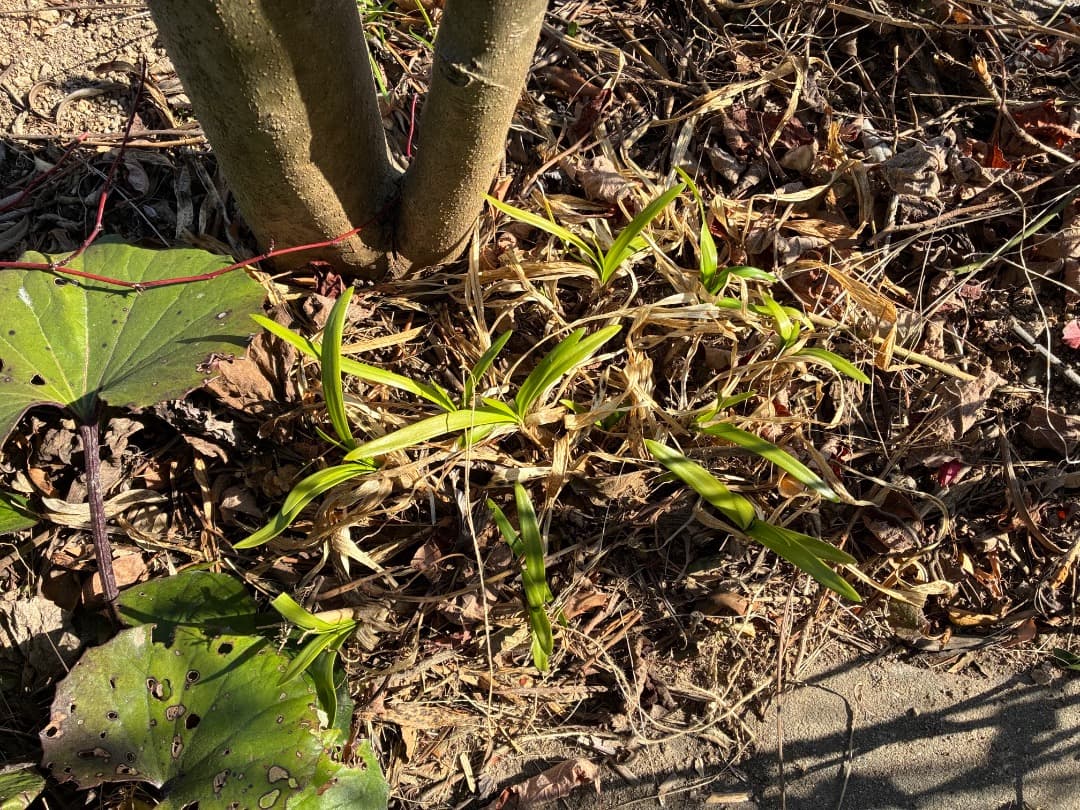 バイカラー（白とブルー）【アガパンサス】地植え