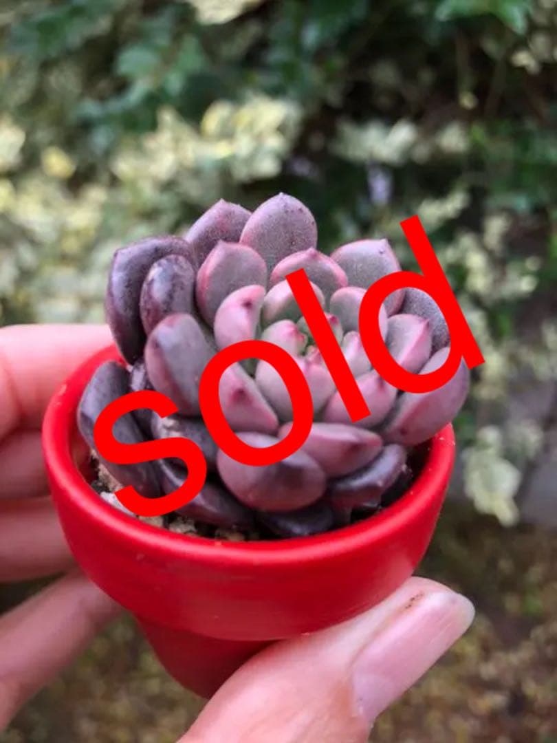 多肉植物 ピンクルルビー♡抜き苗