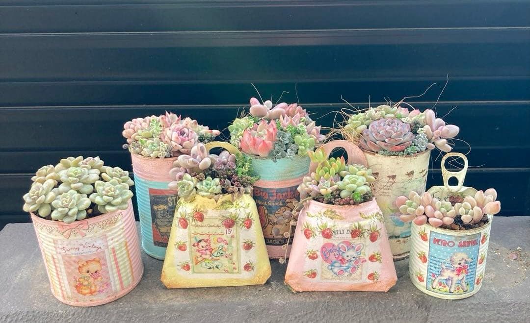 寄せ植え　多肉植物　寄せ植え　セット