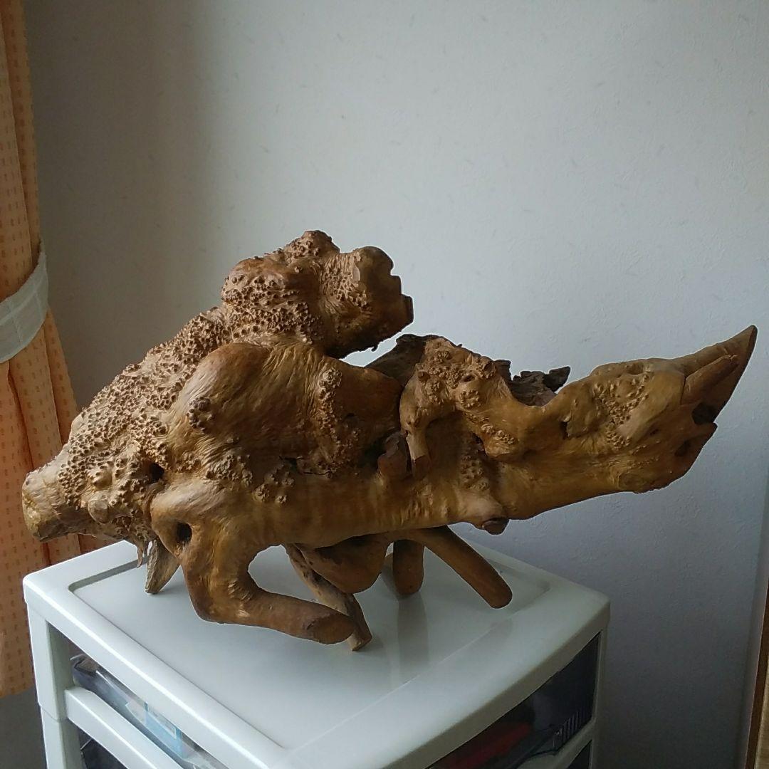 木の根、爬虫類の巣。