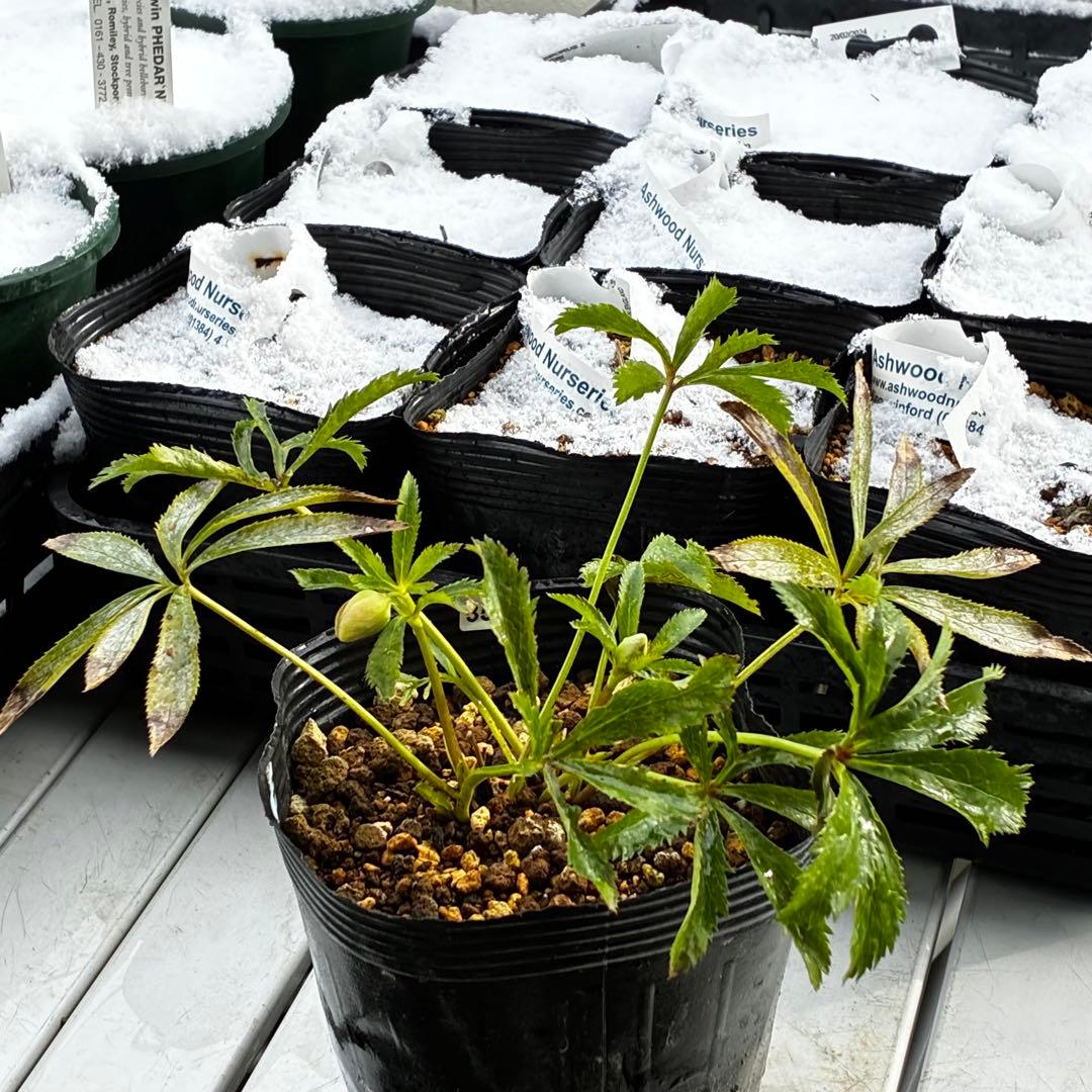 も*読様 3576☘️蕾花付き☘️⭐️オーレアXボッコネイ⭐️芳香⭐️小輪⭐️ピ