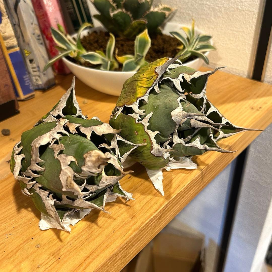 レッドキャットウィーズル（ゴリ猫）×FO-076（白蟻）極上美株　まとめ売り特価