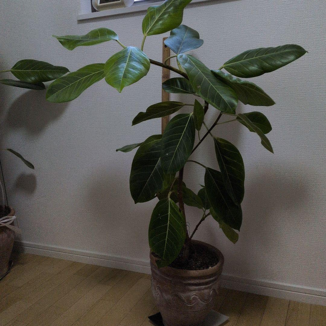 人気の観葉植物/フィカス ・アルデシマ８号鉢現品をお届け！
