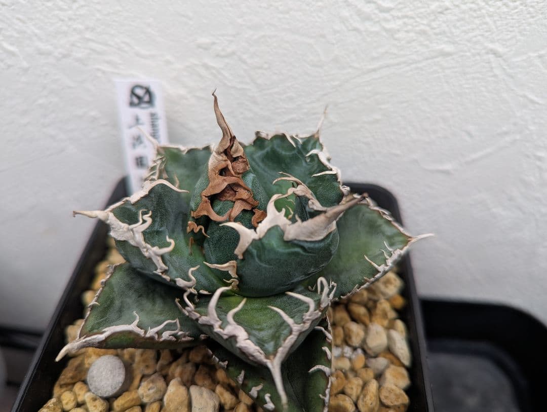 チタノタ2株「低重心 緑犀牛」「惡魔 Medusa」タグ鉢付き