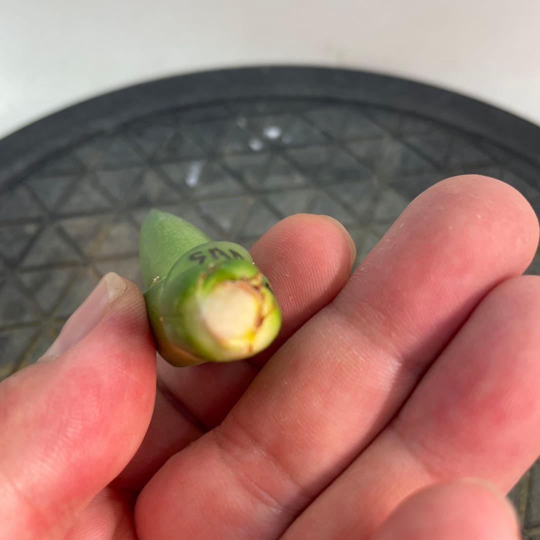 アガベ チタノタ　SAD 特選コンパクト　OC株　 メルカリ便発送