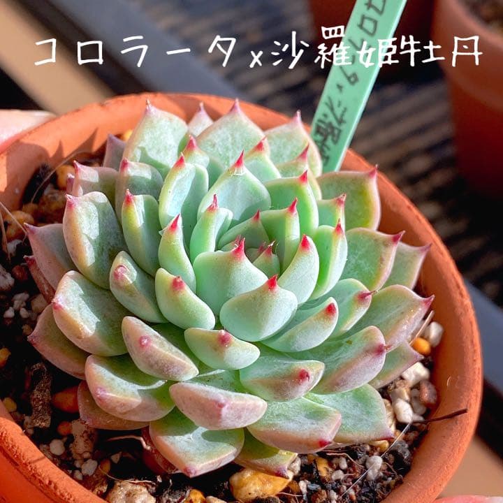 コロラータx沙羅姫牡丹