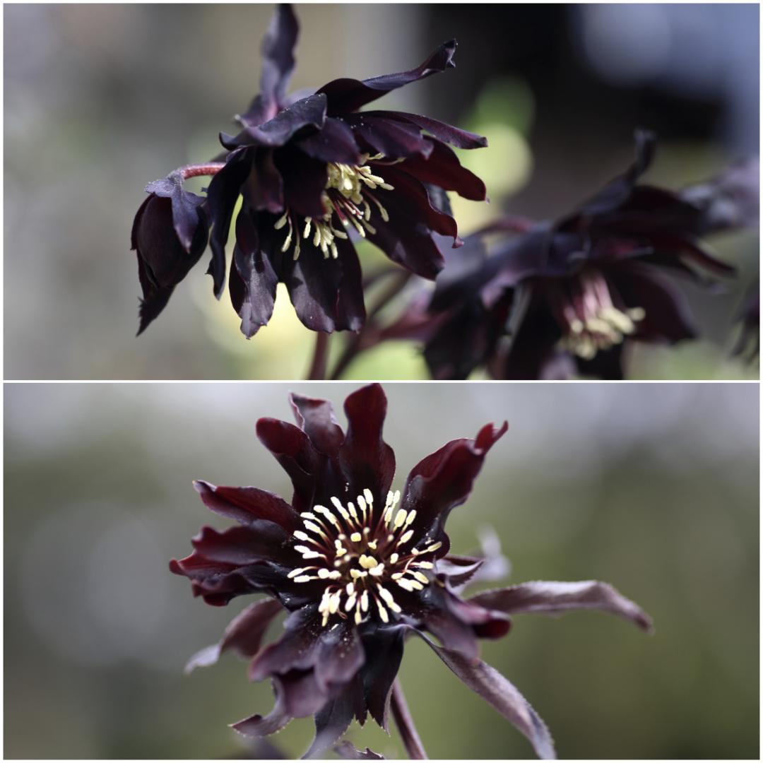 「歳末セール」クリスマスローズ 苗 ブラックマジック×ブラックマジック