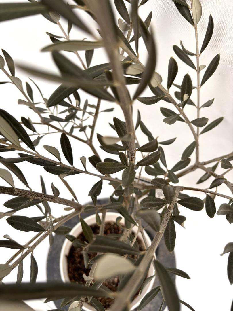 オリーブの木　ブラックイタリアン　7号　約120cm　K-311　希少　現品掲載
