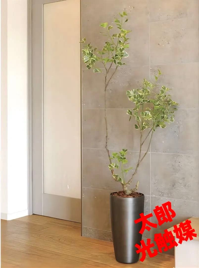 光触媒　人工観葉植物　フェイクグリーン　スリムフィカストライアングル