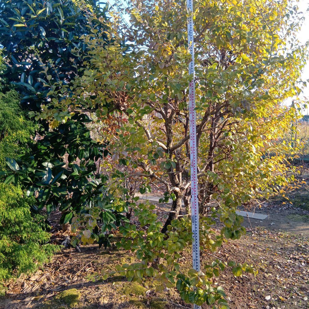 ナンジャモンジャの木（高さ約2.5くらい）