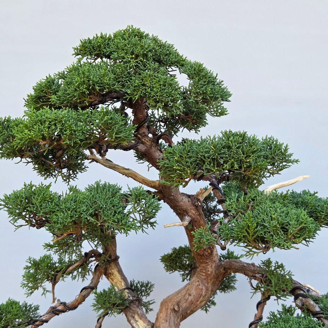 真柏　[模様木]　大品盆栽