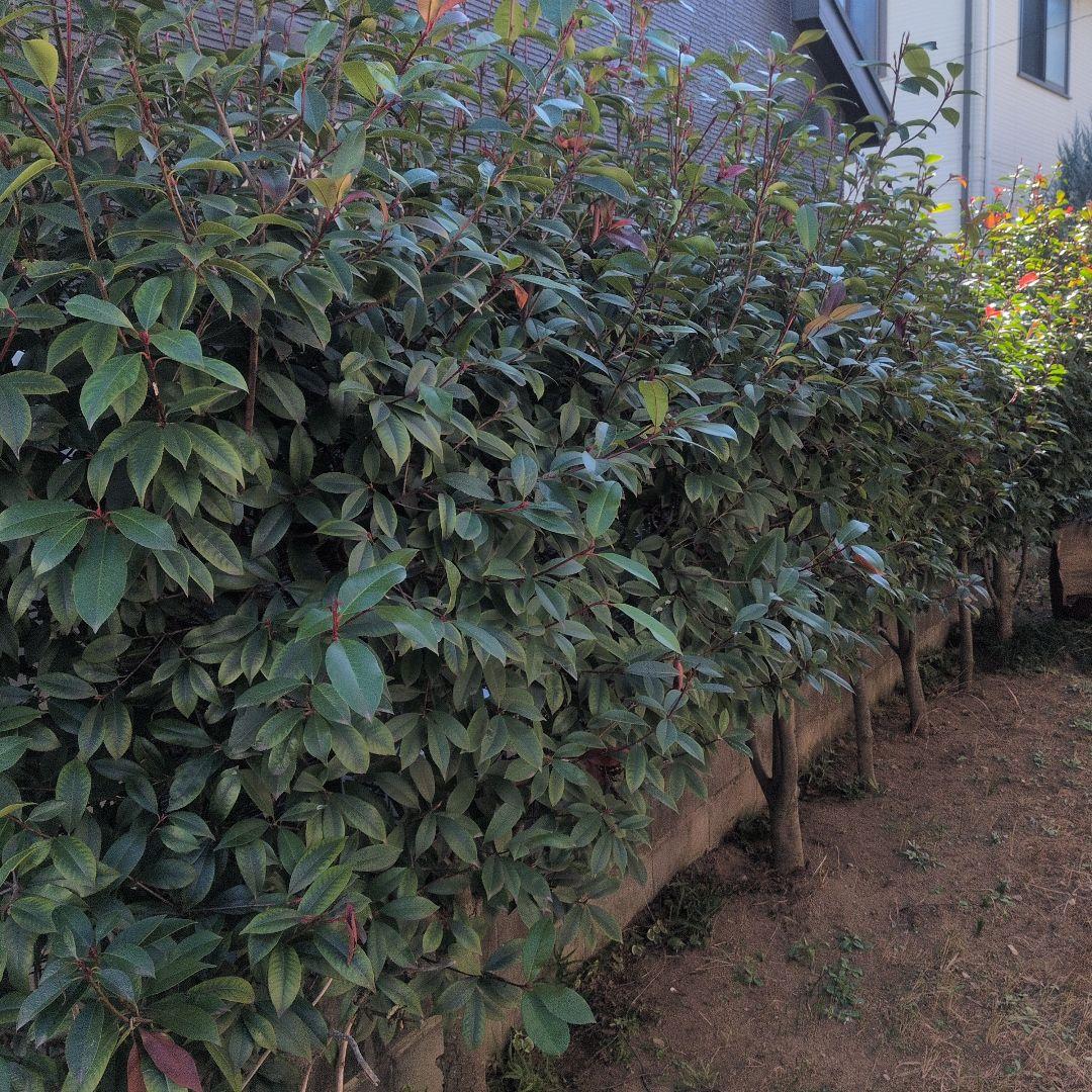 アカメ　ベニカナモメチ　レッドロビン　植木　庭木　ガーデニング　◇即購入×◇