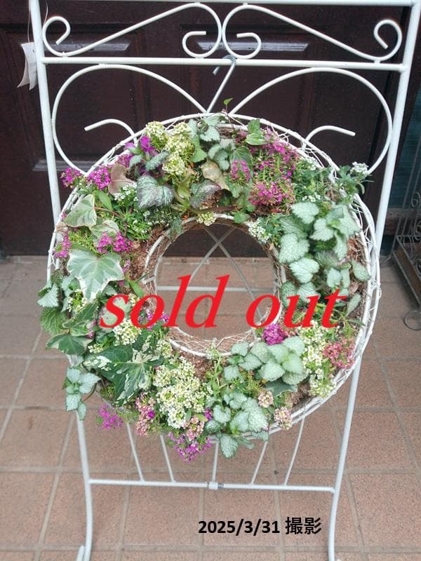 寄せ植え　 アリッサム　リース仕立て ラミウム　ハンギングリース