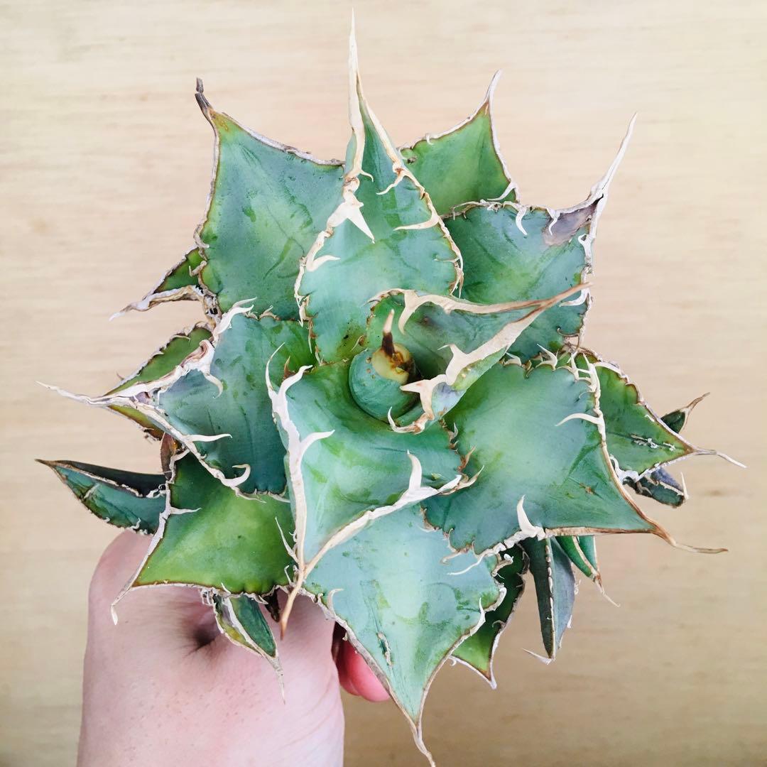 15-7 スペイン TC株 アガベ チタノタ Agave 'Spain'