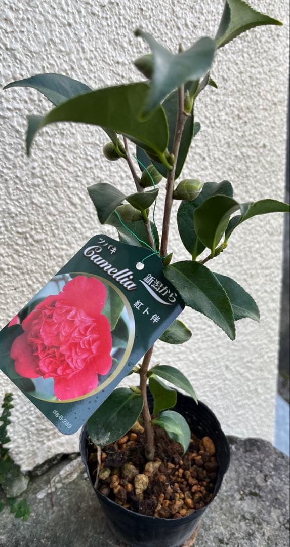 椿　紅ト伴(べにぼくはん）、白侘介金魚葉椿の2種2鉢　蕾沢山 宅急便そのまま発送