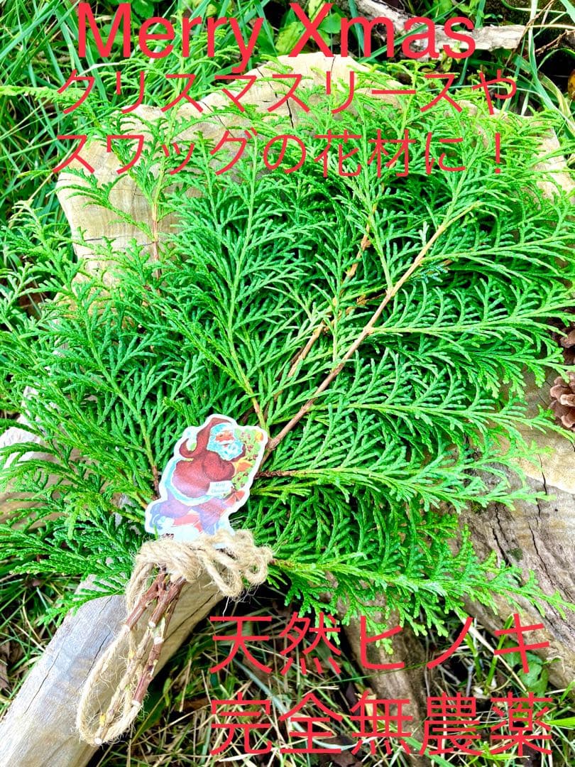 クリスマスリースやスワッグに！【天然檜/ヒノキ】花材/森林浴/ヒノキ風呂にも♪